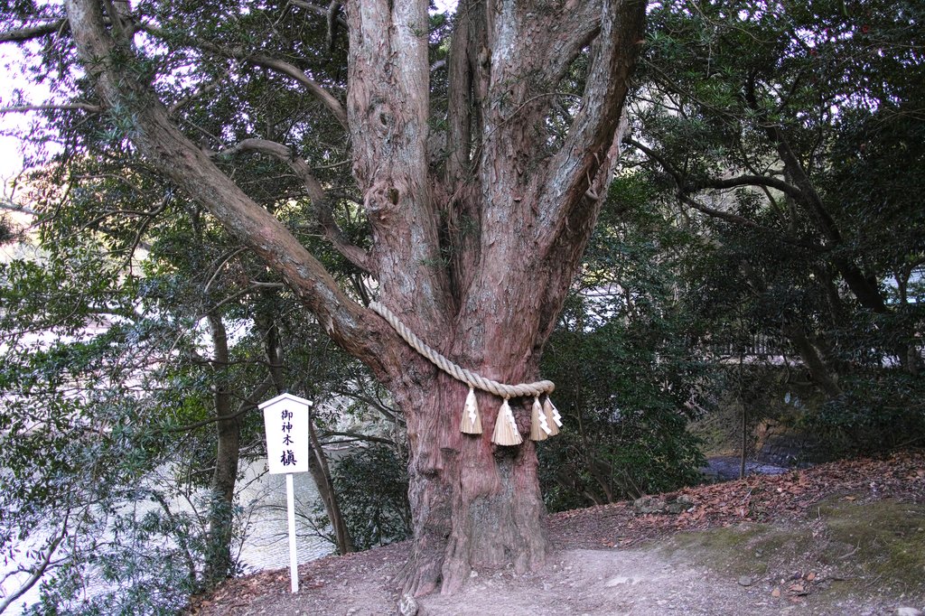 安房神社の御神木