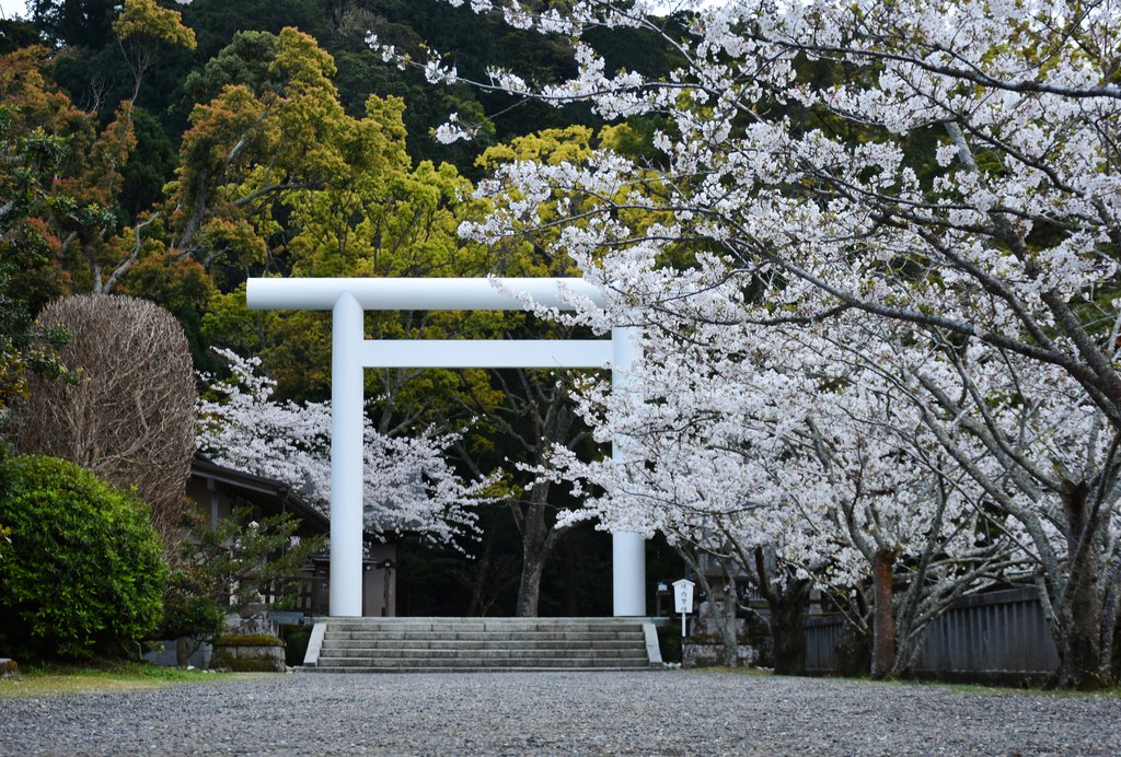 安房神社の桜のトンネルになる参道