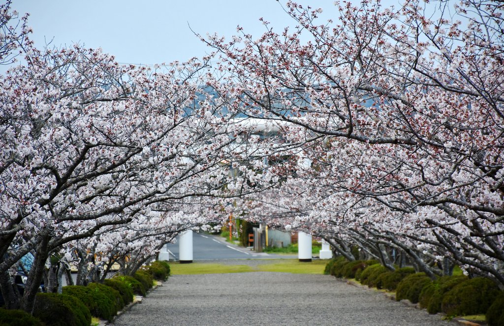 安房神社の満開の桜に包まれる境内
