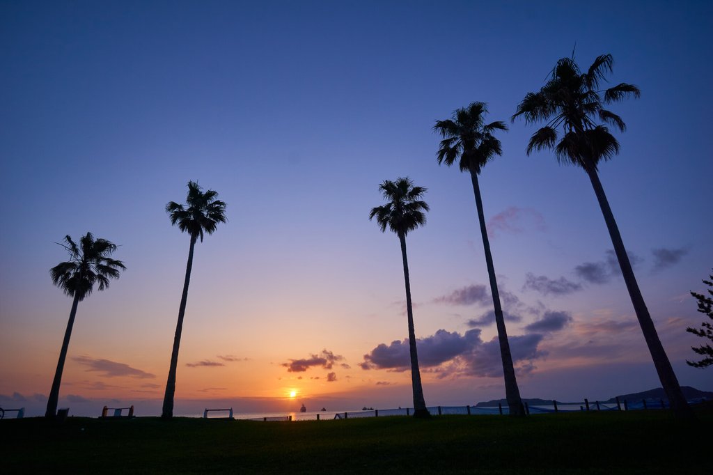 北条海岸のヤシの木と夕暮れの南国ムード