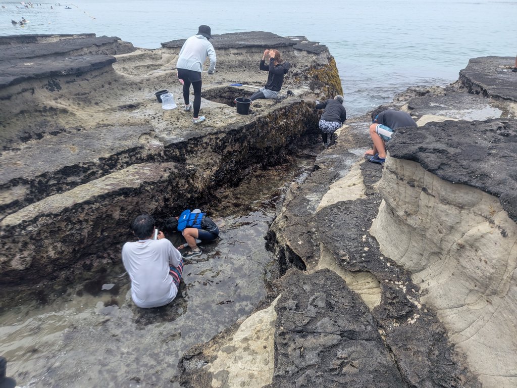 守谷海岸の磯の岩場でカニ探しをする家族連れ