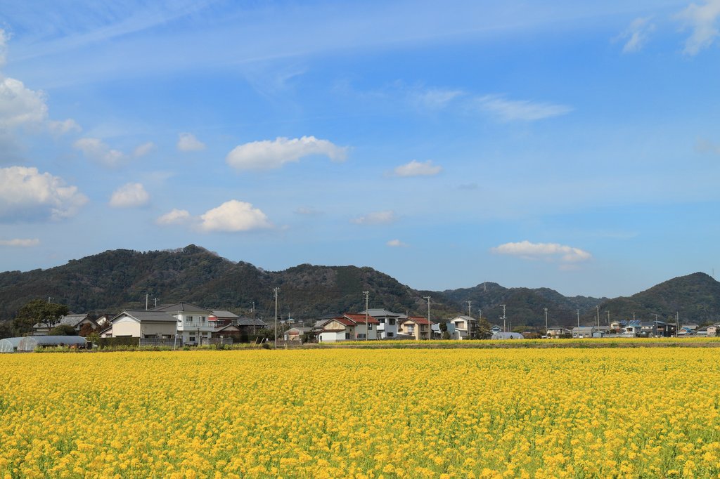 菜な畑ロードの菜の花畑