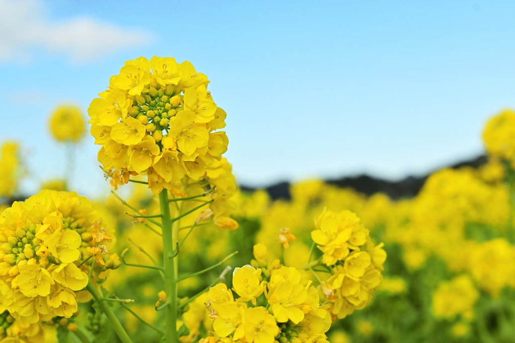 菜な畑ロードの菜の花