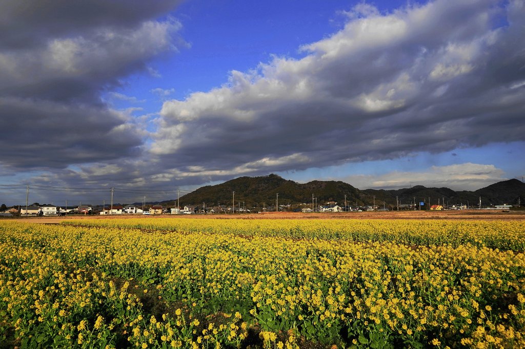 夕暮れの菜な畑ロード