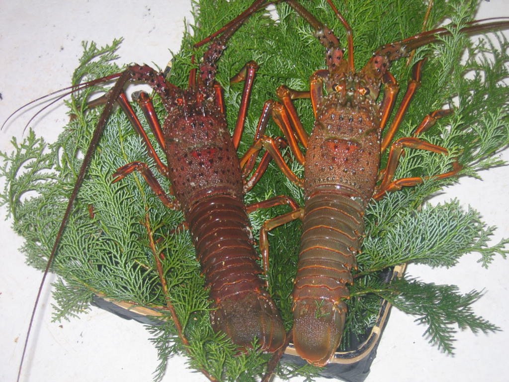 大原名物の伊勢海老