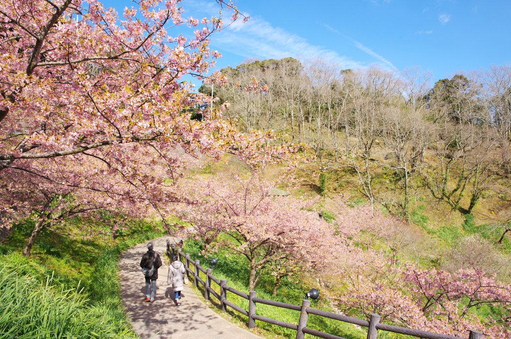 佐久間ダム公園の河津桜
