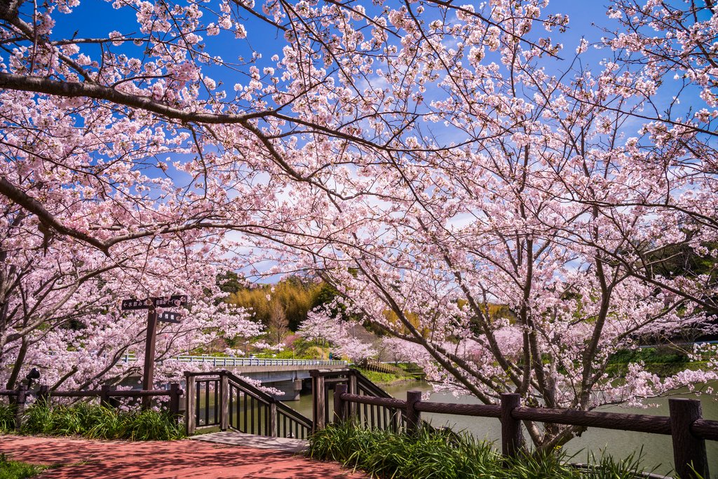 佐久間ダム公園の桜並木