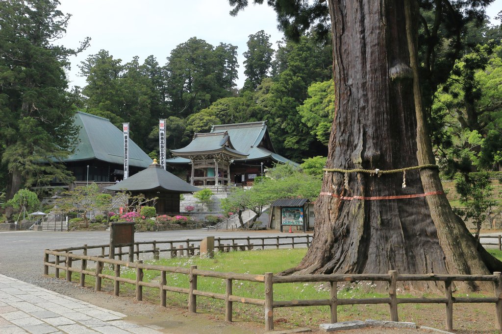 清澄寺の千年杉