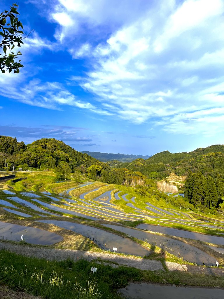 大山千枚田の秋の黄金色の稲穂