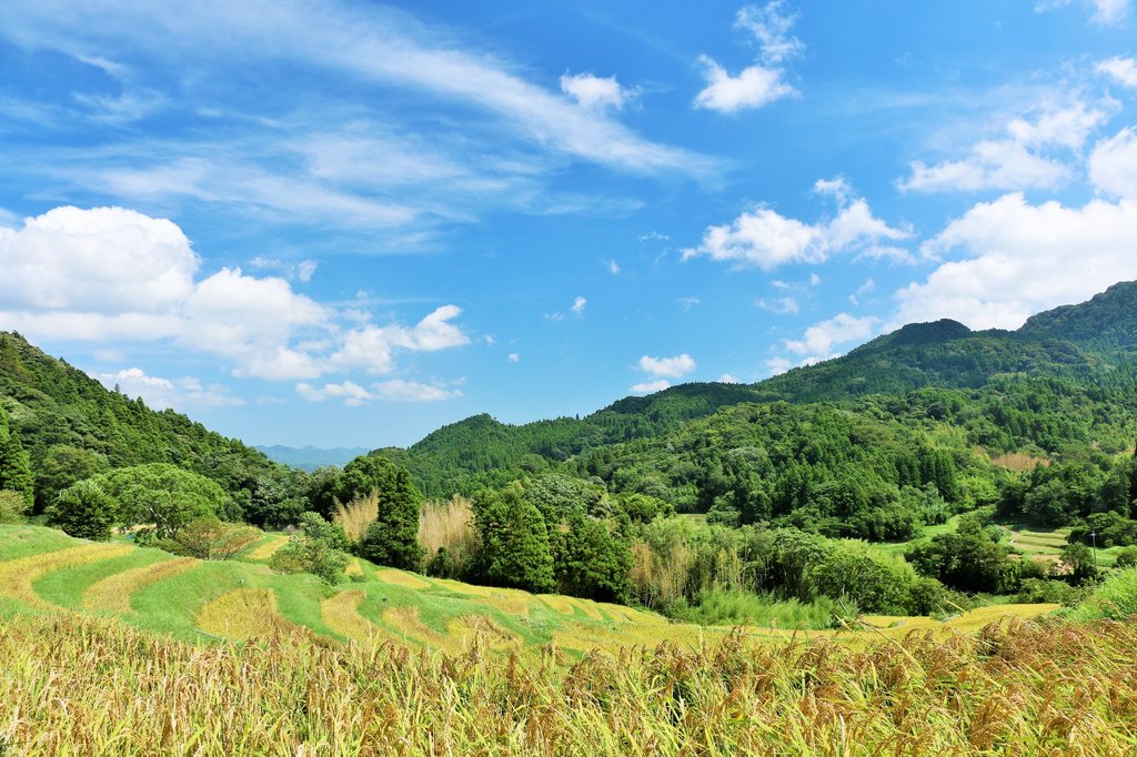 大山千枚田の夏の青々とした棚田