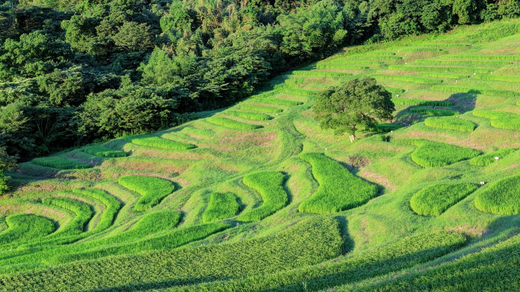 大山千枚田の全景