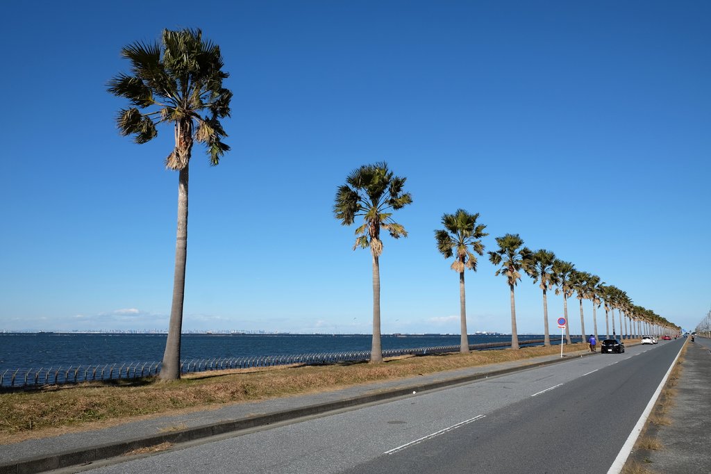袖ヶ浦海浜公園の南国ムードのヤシ並木