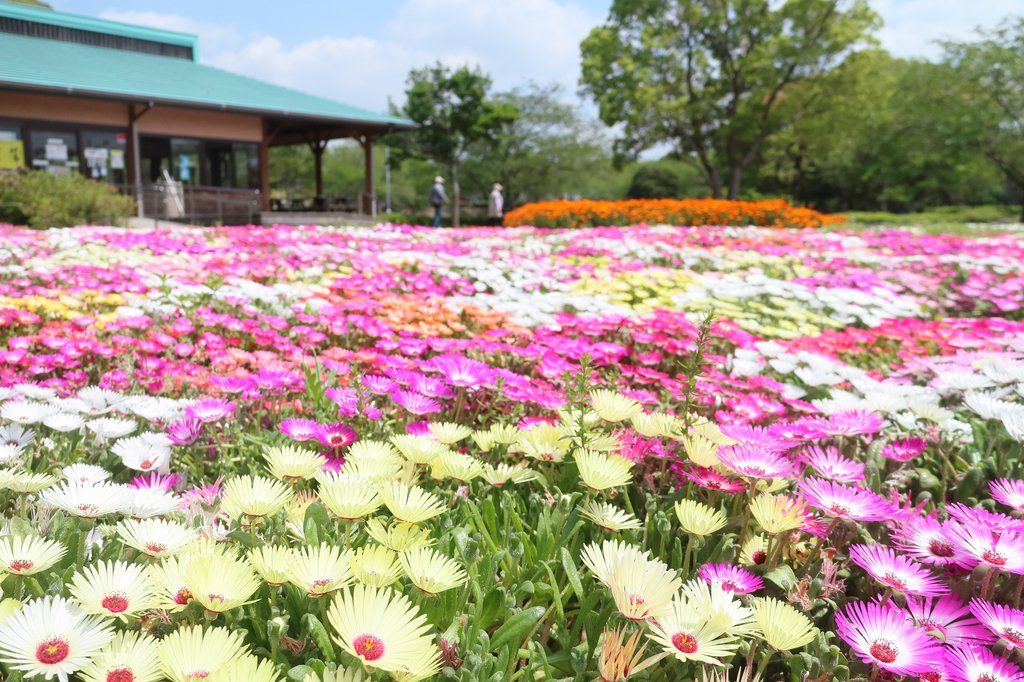 袖ケ浦公園の赤い橋と花菖蒲の競演