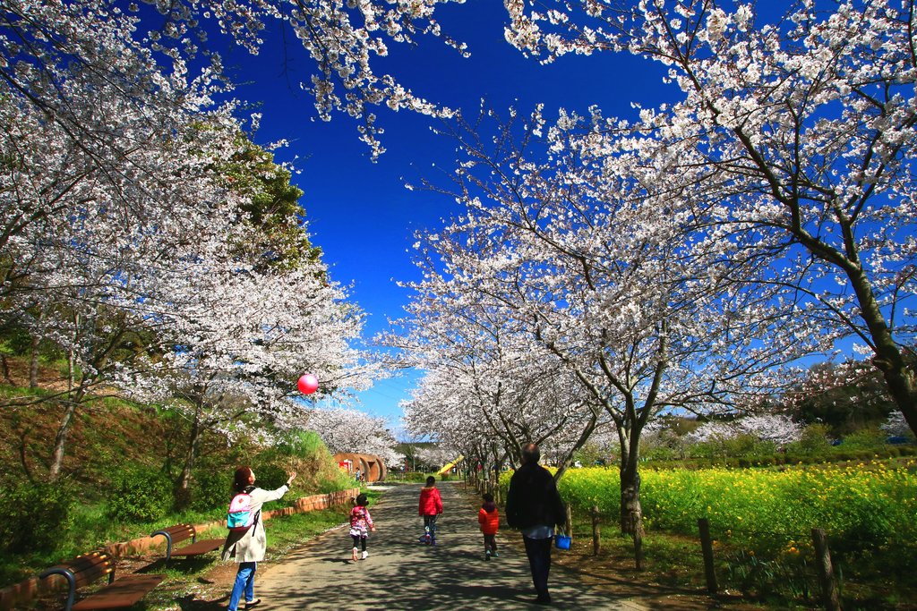 袖ケ浦公園の咲き揃う花菖蒲園