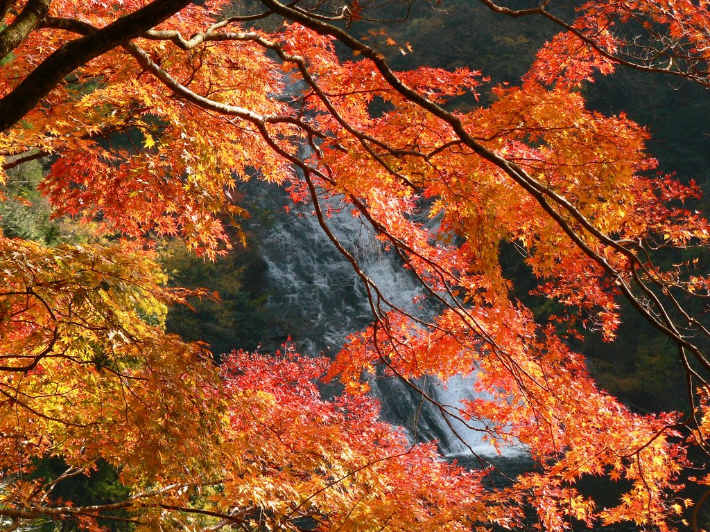 養老渓谷の渓谷を彩る紅葉